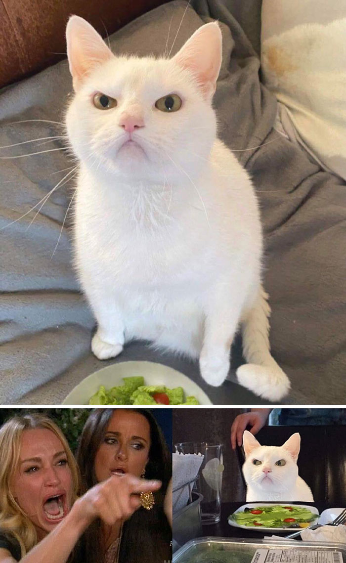 Cat With A Salad