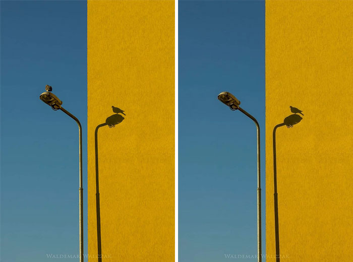 Bird Sitting On A Street Lamp