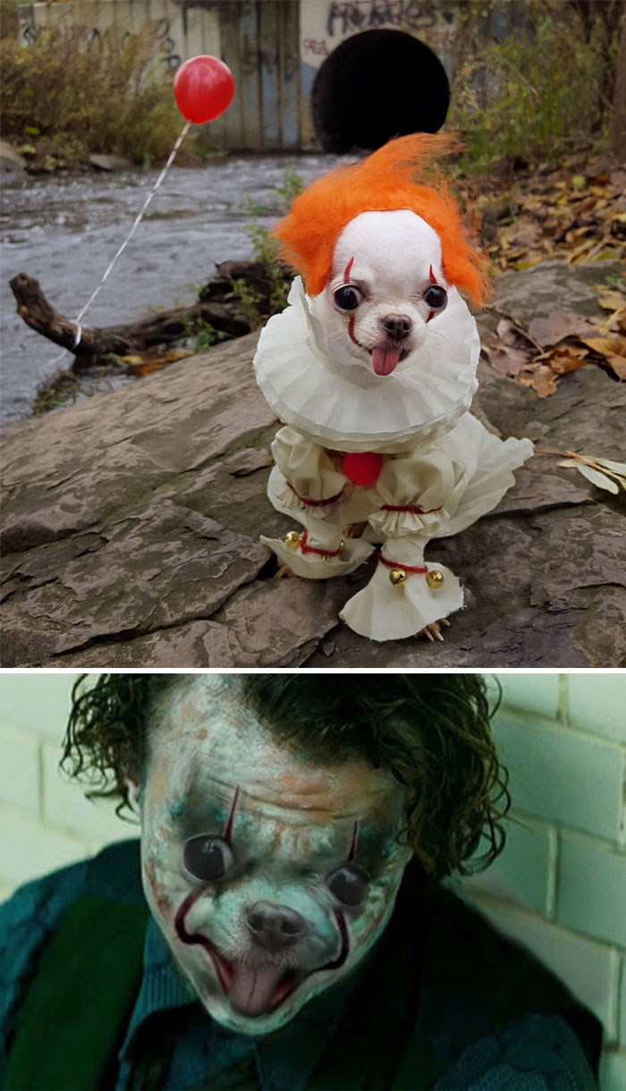 This Dog Dressed Up As Pennywise