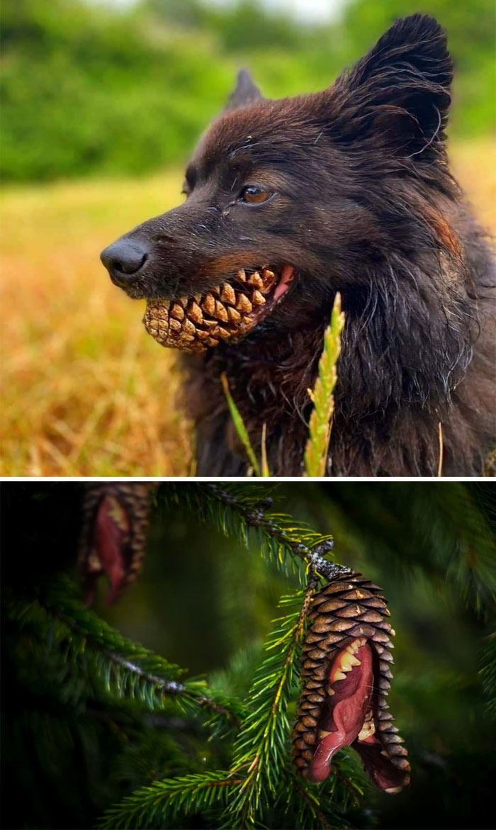 This Dog With A Pinecone
