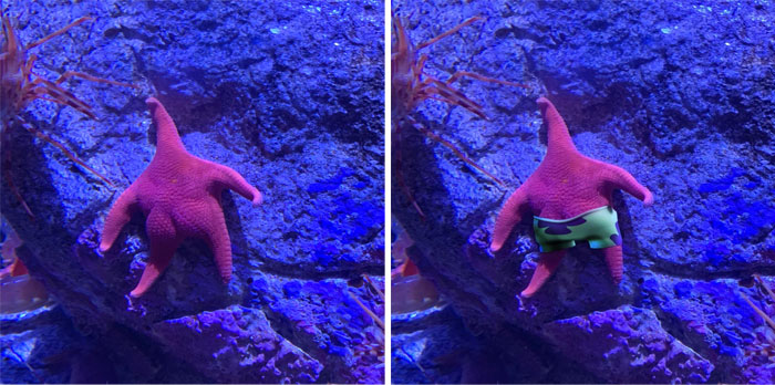 Esta estrella de mar en un acuario