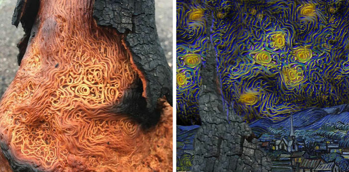 A Burned Tree With Unusually Patterned Wood