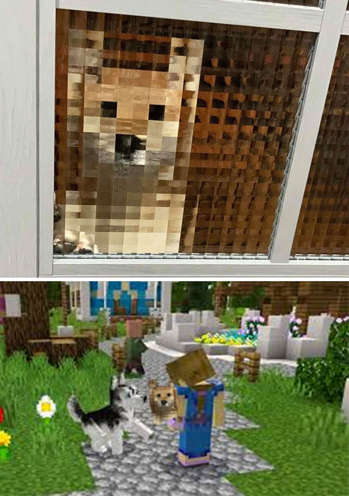 Dog Through A Window