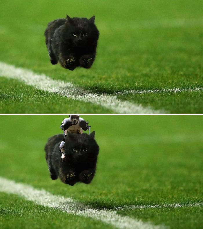 Black Cat On Monday Night Football In New York