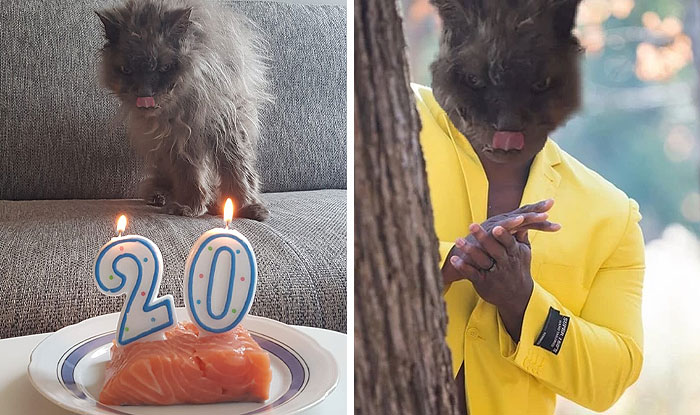 This Cat Celebrating His 20th Birthday