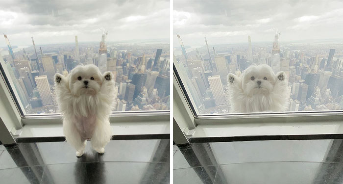 Perro de pie en el piso 102 del Empire State Building