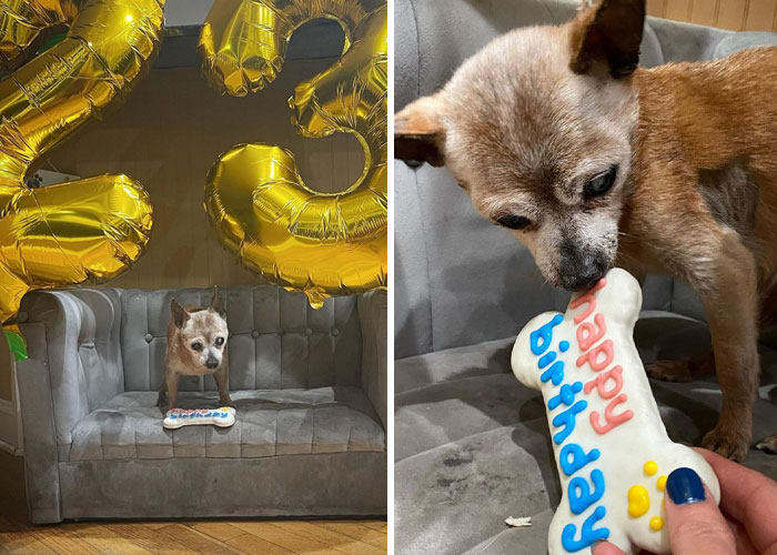 Happy 23rd Birthday To Bully The Chihuahua, Becoming The Oldest Dog At His Rescue