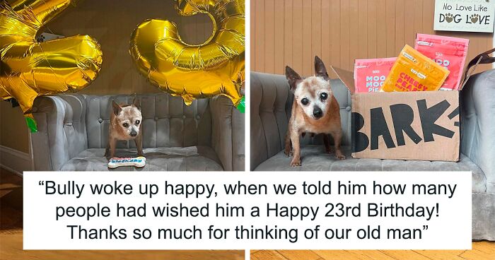 Happy 23rd Birthday To Bully The Chihuahua, Becoming The Oldest Dog At His Rescue