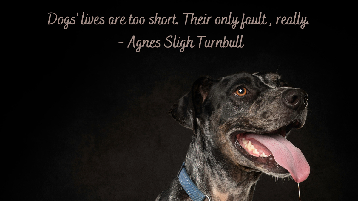 I Am A Pet Photographer And I Added Famous Quotes To My Dog Pictures (10 Pics)