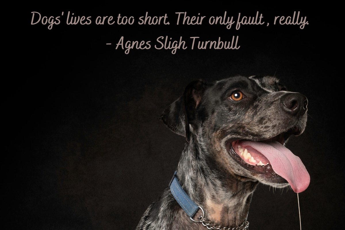 I Added Famous Quotes About Dogs To My Photographs (10 Pics)