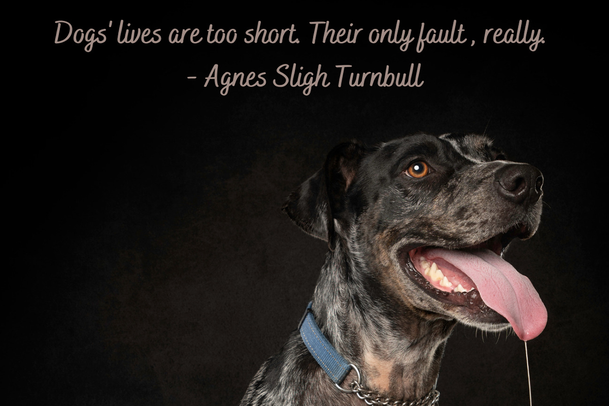 I Am A Pet Photographer And I Added Famous Quotes To My Dog ...