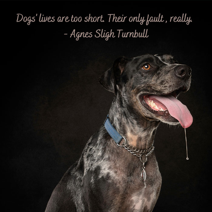I Am A Pet Photographer And I Added Famous Quotes To My Dog Pictures (10 Pics)