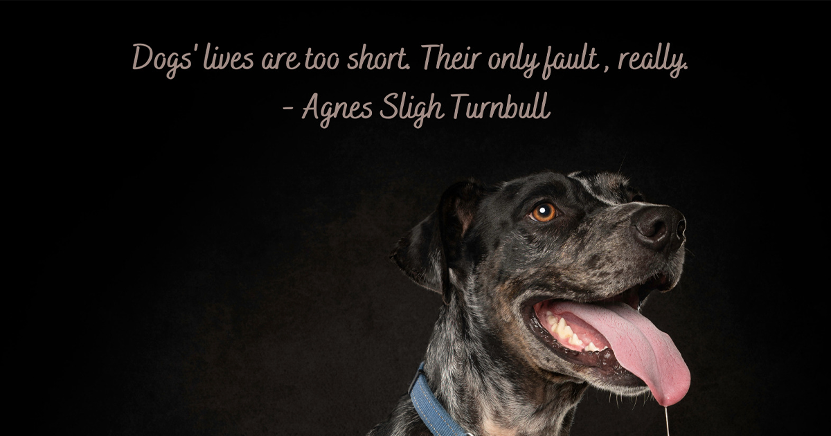 Quotes About Dogs And Humans I Am A Pet Photographer And I Added Famous Quotes To My Dog Pictures (10  Pics) | Bored Panda