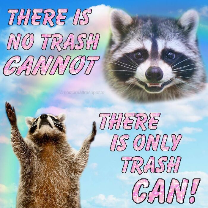 Nocturnal-Trash-Posts-Raccoon-Memes-Instagram
