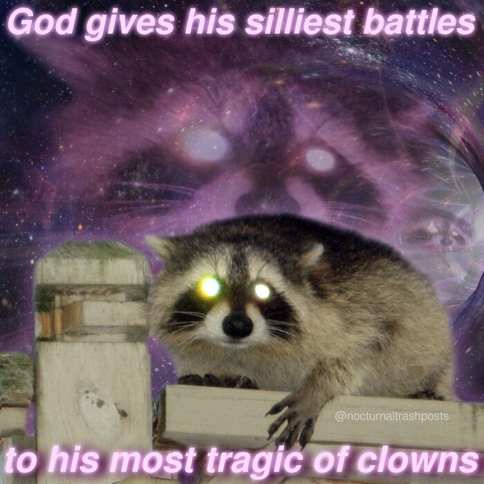 Nocturnal-Trash-Posts-Raccoon-Memes-Instagram
