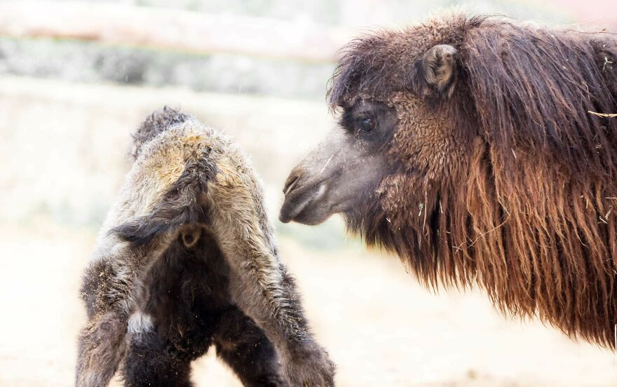 Meet A Rear Baby Bactrian Camel Born In Skopje Zoo (9 Pics)