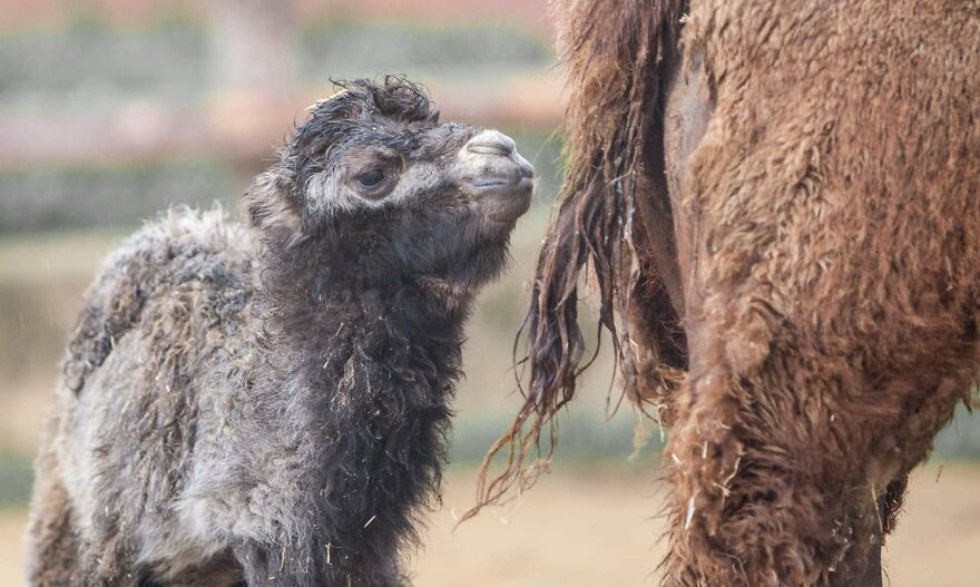 Meet A Rear Baby Bactrian Camel Born In Skopje Zoo (9 Pics)