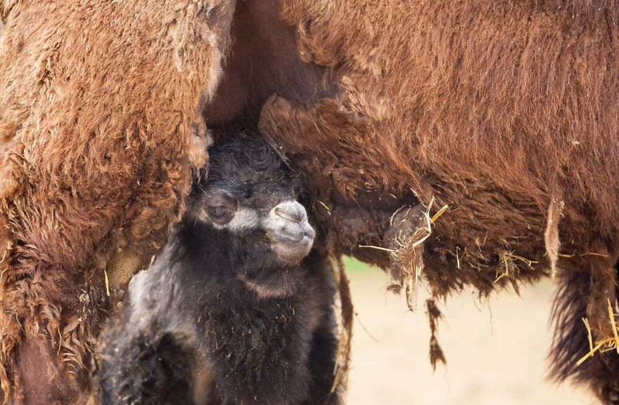 Meet A Rear Baby Bactrian Camel Born In Skopje Zoo (9 Pics)