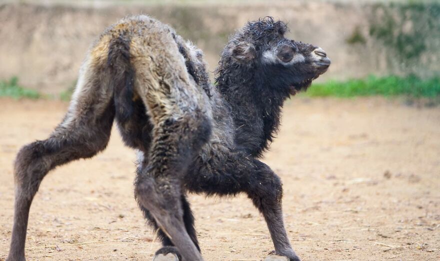Meet A Rear Baby Bactrian Camel Born In Skopje Zoo (9 Pics)