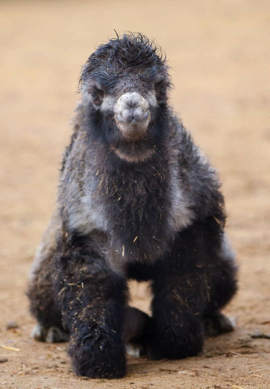 Meet A Rear Baby Bactrian Camel Born In Skopje Zoo (9 Pics)