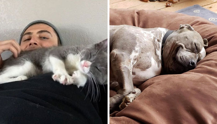 40 Adorables mascotas que encontraron su hogar definitivo este mes de abril