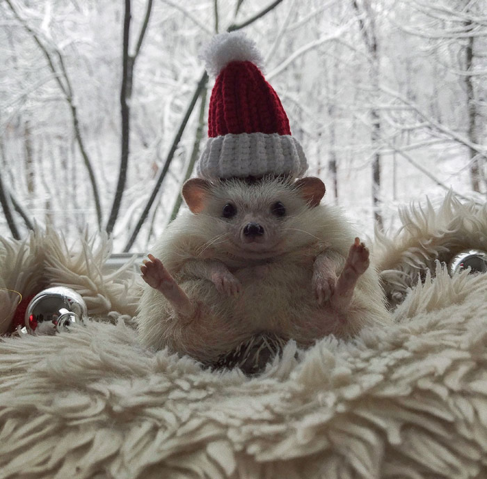 This Hedgehog Is The Most Cheerful Little Fellow Who Might Make You Smile (27 Pics)