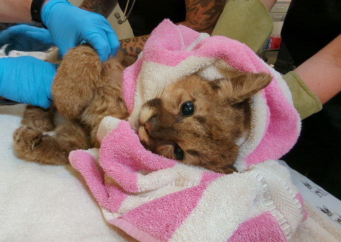 Oakland Zoo Rescues And Rehabilitates A “Feisty” Starving Mountain Lion Cub
