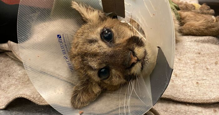 Oakland Zoo Rescues And Rehabilitates A “Feisty” Starving Mountain Lion Cub