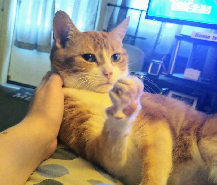 Marley Telling Me Shut Up And Keep Petting Her. "Talk To The Paw."