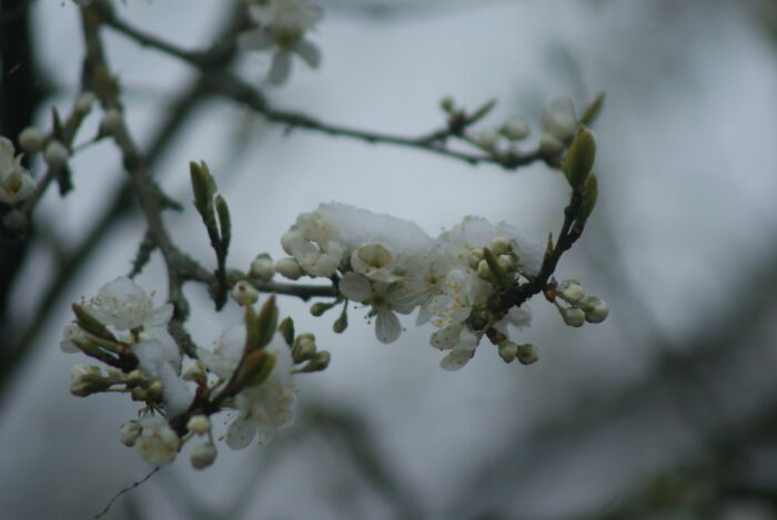 Snow On My Blooming Plum Tree :(