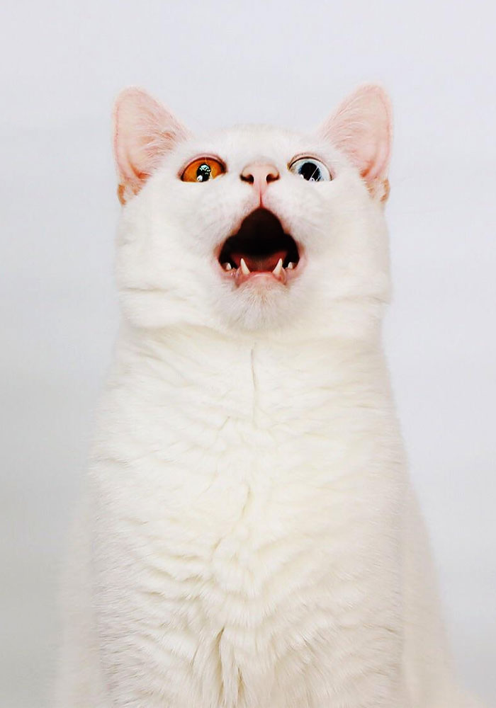This Open-Mouthed Cat With Heterochromia