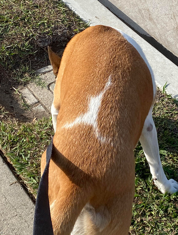 My Dog’s Back Kinda Looks Like The Air Jordan Jumpman Logo