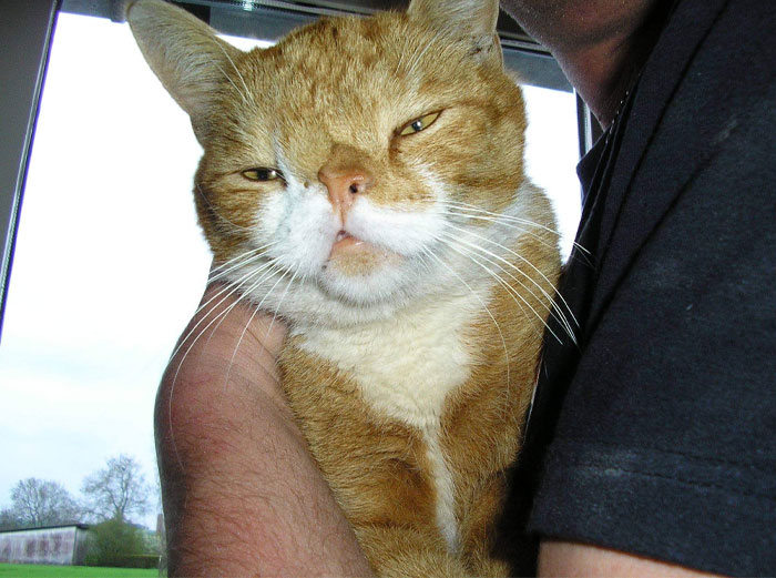 I Had A Cat With Down Syndrome As A Kid, Named Garfield