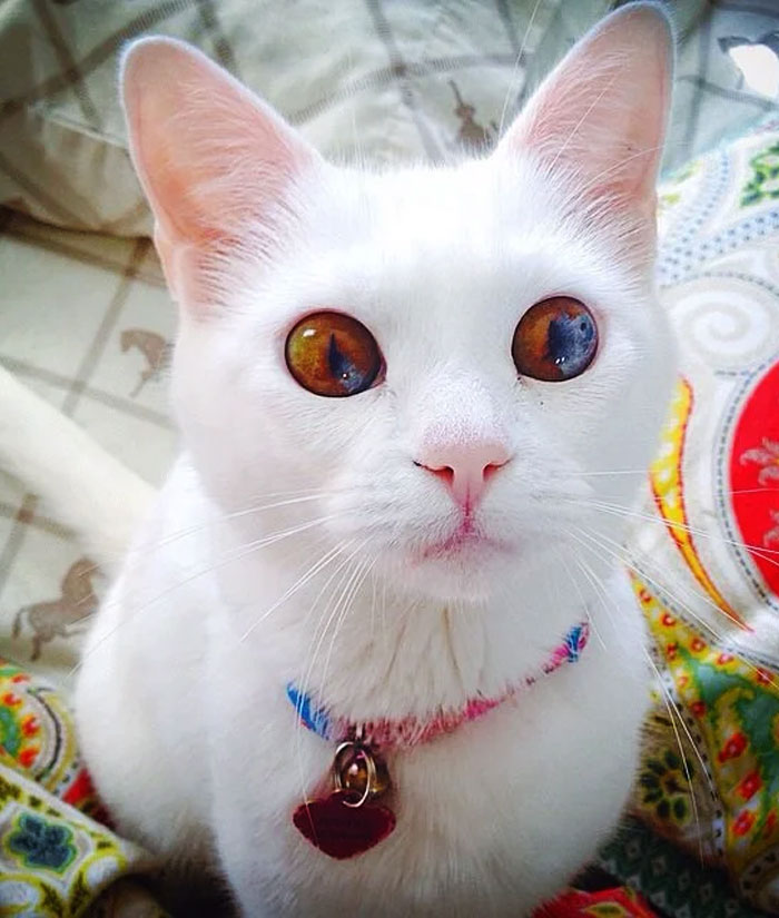 La gente siempre me dice que mi gato tiene los ojos más hermosos