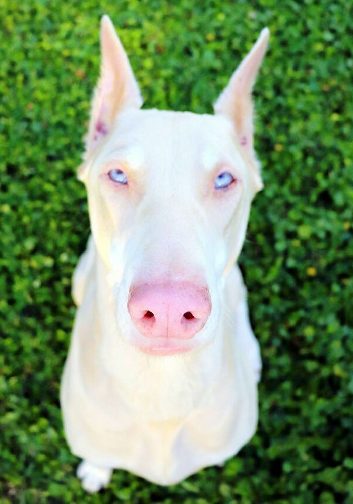 Please Do Not Support Unethical Doberman Breeders Who Purposely Create Dogs Affected With Albinism. Too Many Health Issues Plague These Sensitive Canines As They Age