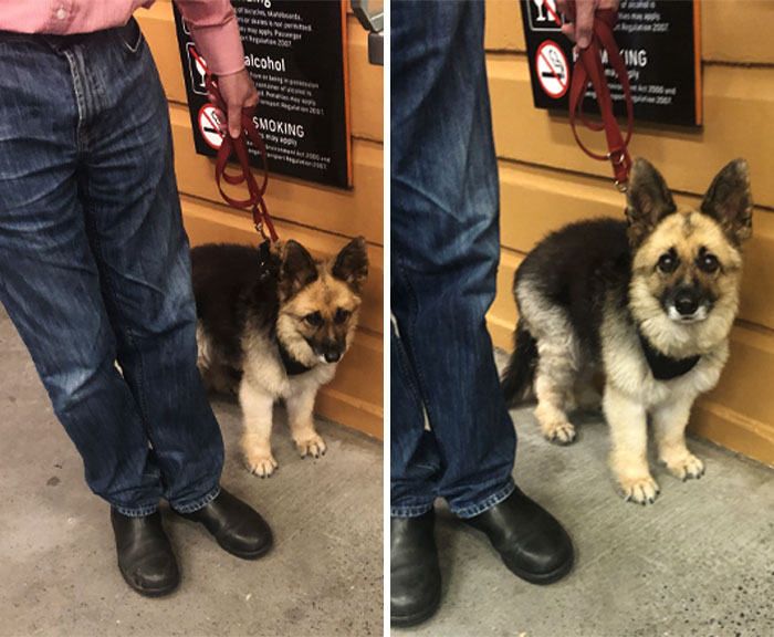 I Saw An Adult German Shepherd That's Diagnosed With Dwarfism Today And It's The Cutest Thing I Saw All Year