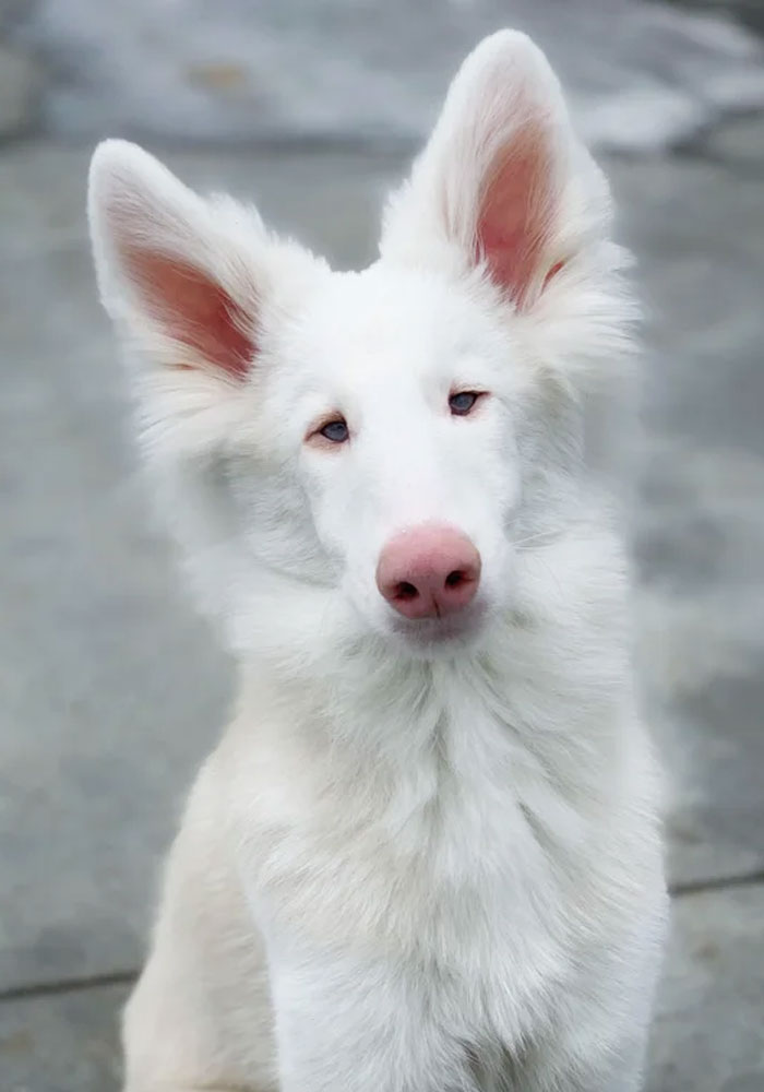 Conozcan a Avgust, el perro albino de Moscú, Rusia
