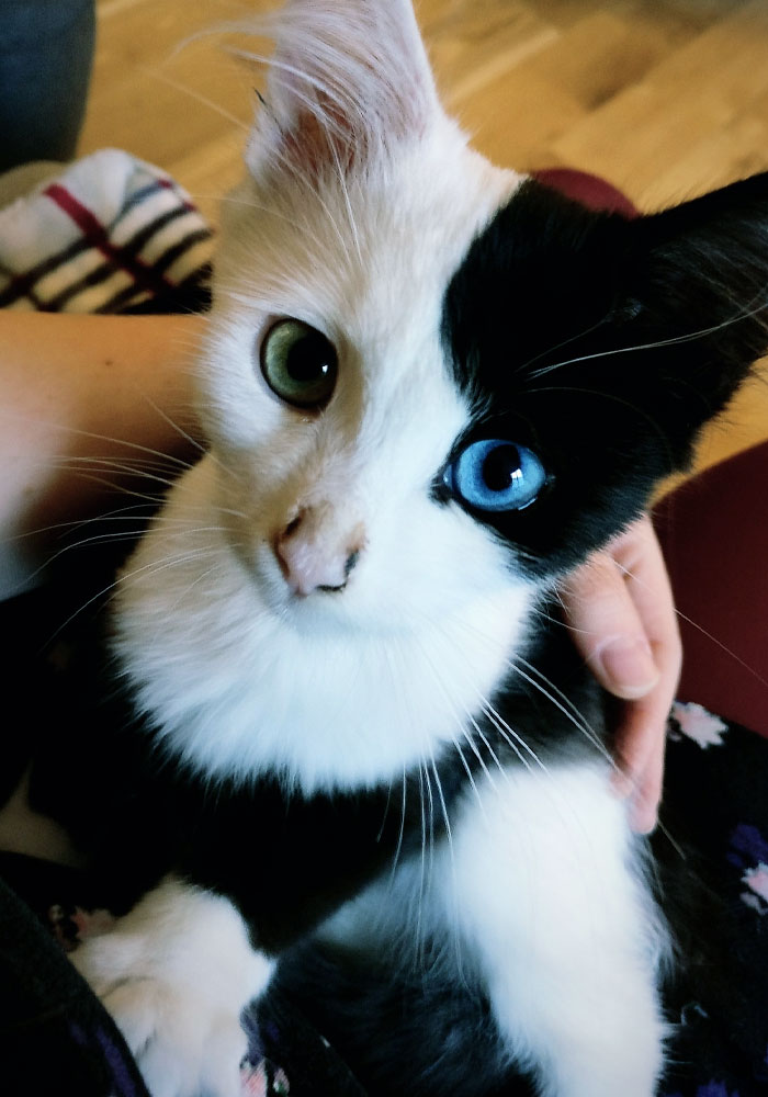 Conozcan a Pixel, mi hermoso gatito con heterocromía
