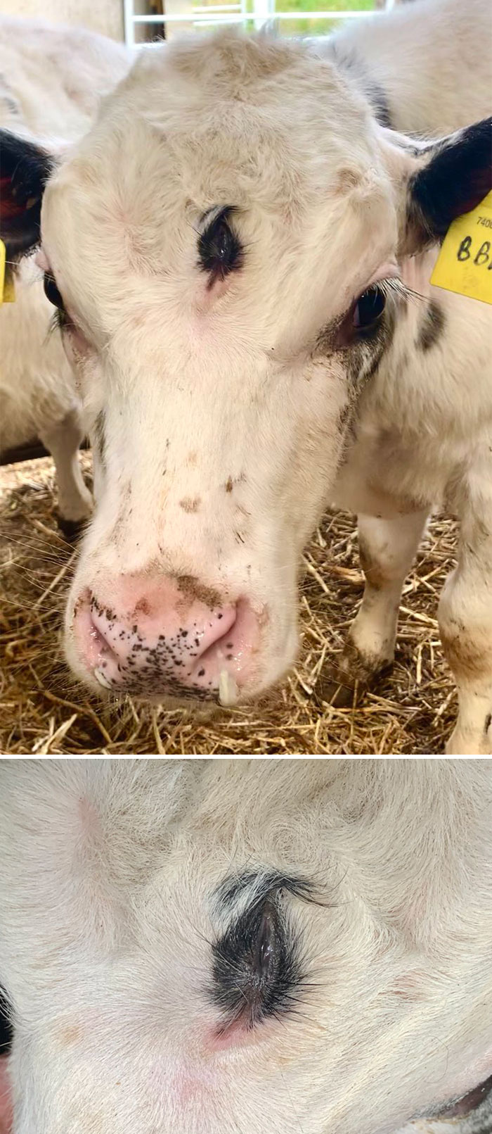 A Calf With Three Eyes Has Been Born In Wales. The Vet Who Took The Picture Said She Had Never Seen Anything Like It Before