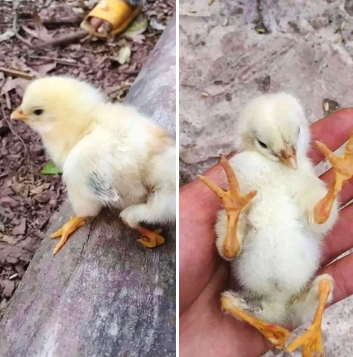 A Chick Born With Polymelia, A Birth Defect That Causes The Growth Of Additional Legs Hanging From Its Hindquarters