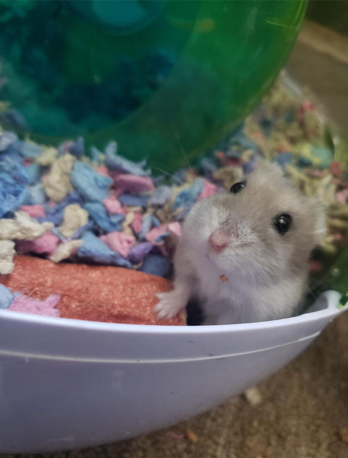 This Is Muffin. She Was Born Without Ears. She's So Cute And Silly And I Love Her. Does Anybody Else Have A Hamster Without Ears?