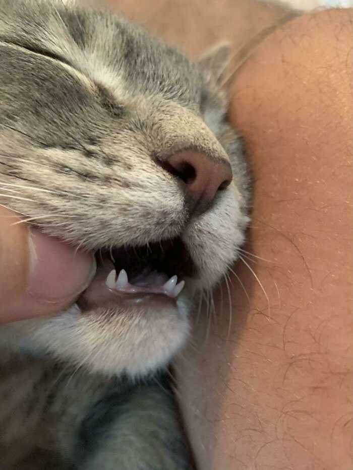 My Kitten With Double Canines