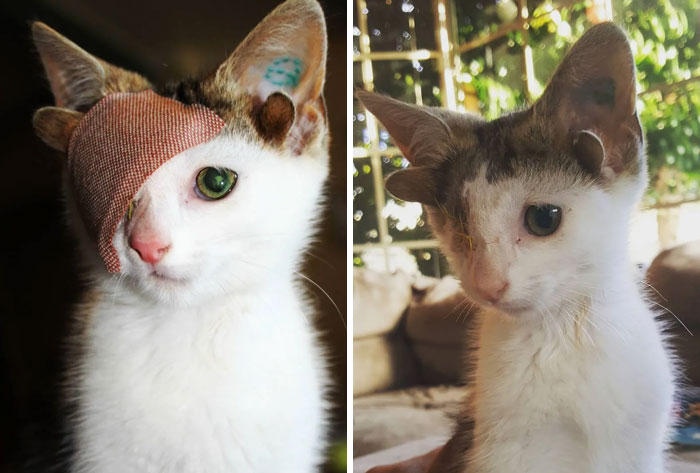 Frankie, One-Eyed Kitty With Four Ears Finds A Foster Home