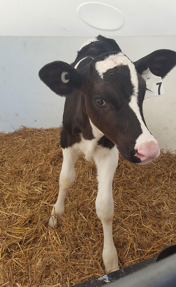 Visited My Friend's Dairy Farm Today, He Has A Calf Called "Lucky Number 7"