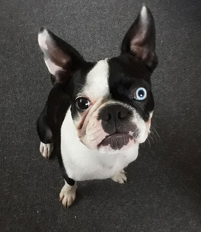 Our Puppy Has Different Coloured Eyes