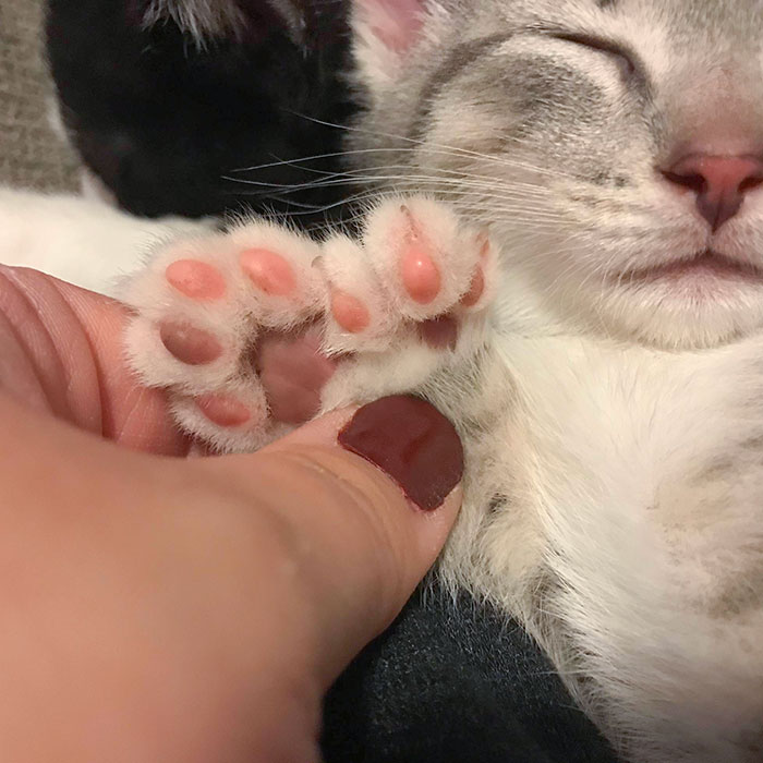 My New Kitten Has An Extra Paw