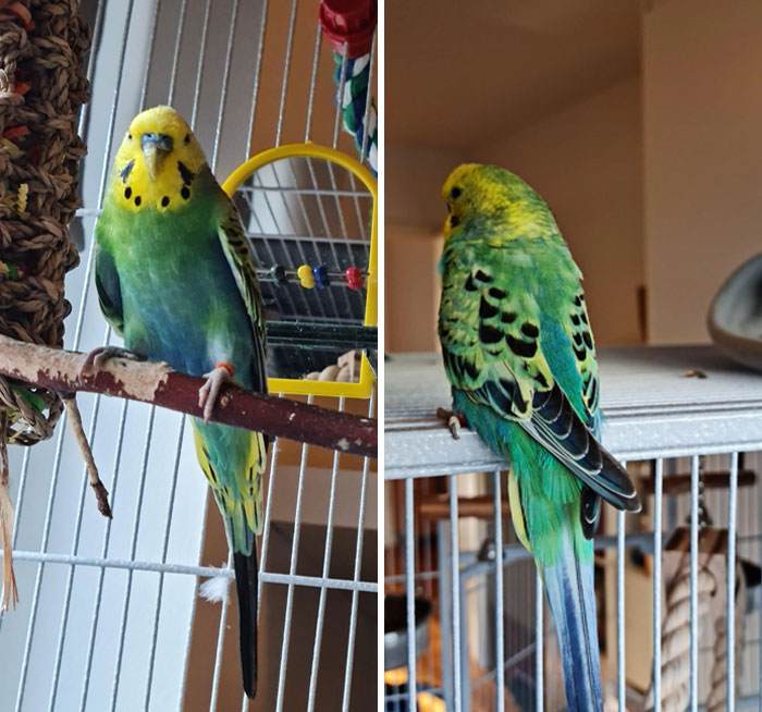 Because Of A Rare Mutation My Budgie Is Both Green And Blue