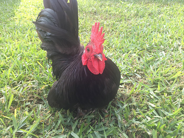 My Rooster Has A Mutated Gene Called The Creeper Gene That Makes His Legs Extra Short