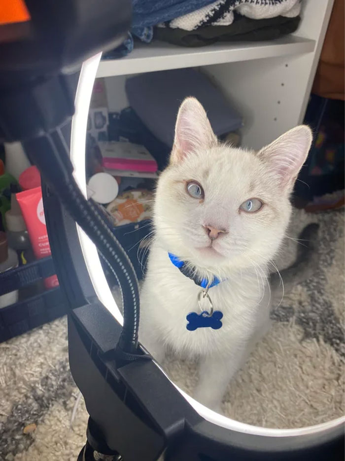 My Albino Siamese Kitty (No, He Is Not Blind). His Eyes Are Extremely Pale Blue To The Point Where You Can See His Red Veins