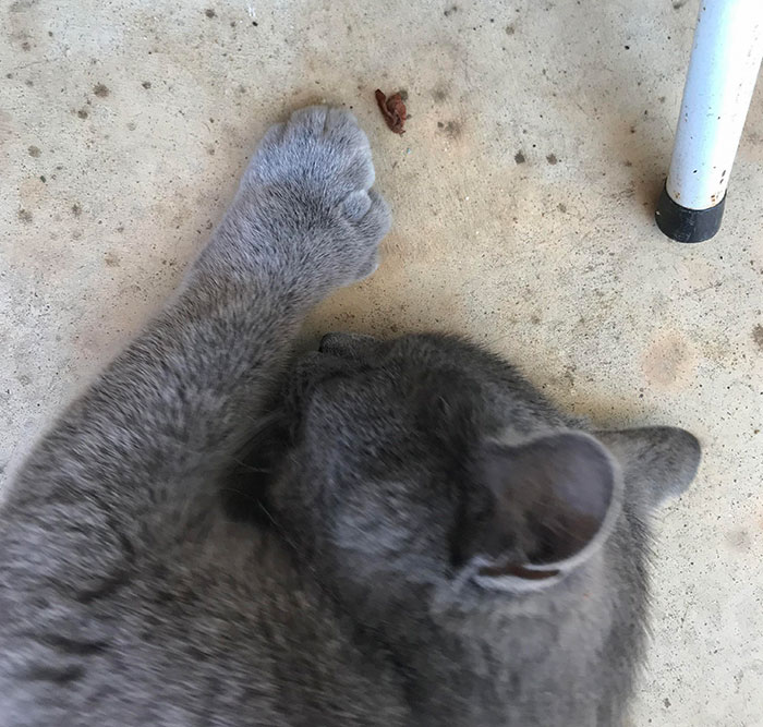Tank’s Paw Mutation Looks Like A Second Paw Grew Next To His Original One